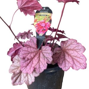 HEUCHERA BERRY SMOOTHIE 200MM