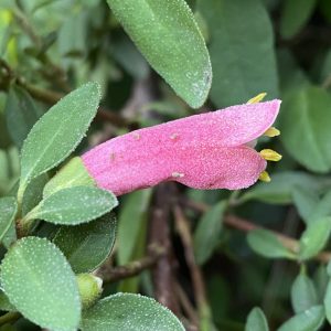 CORREA DUSKY BELLS 140MM