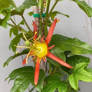 Passiflora cinnabarina 140mm