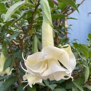 Datura Double White 140mm
