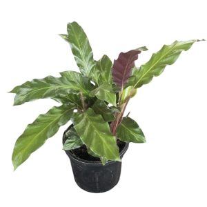 Calathea rufibarba Furry Feather 140mm