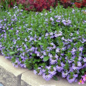 Scaevola bondi blue 140mm Pot