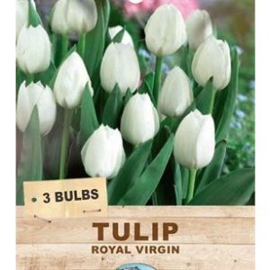 TULIP ROYAL VIRGIN 3 BULBS