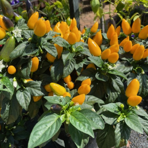 Chilli Karnival Yellow 200mm