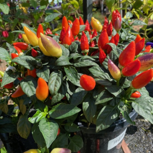 CHILLI KARNIVALE ORANGE 200mm Pot