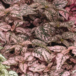 HYPOESTES PINK SPLASH 140MM