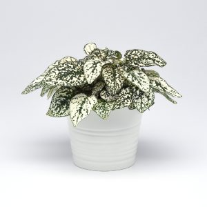 HYPOESTES WHITE SPLASH 140MM