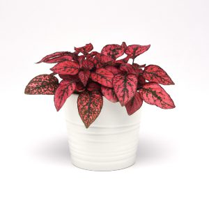 HYPOESTES RED SPLASH 140MM