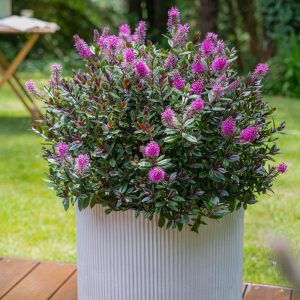 Hebe Raspberry Truffle Chocolate Box 140mm