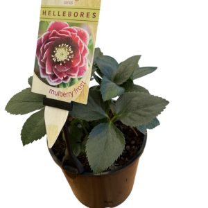Helleborus Double Mulberry Frost 140mm