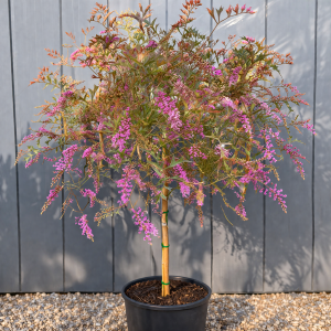 Grevillea leptobotrys 1.5m Standard Grafted 33cm Pot