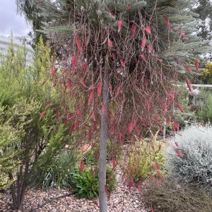 Grevillea dryandroides 1.5m Grafted Standard