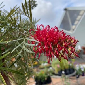 Grevillea hybrid Alex's Pink 1.8m Standard Grafted