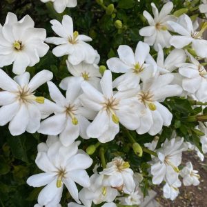 Gardenia thunbergia Tree Gardenia 140mm Pot