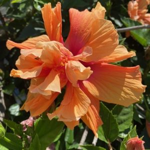 Hibiscus Double Orange 200mm Pot