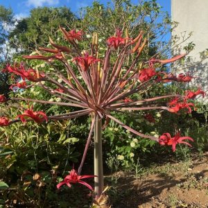Brunsvigia josephinae Candelabra Lily 100mm