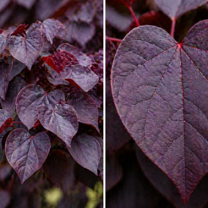 CERCIS CANDENSIS FOREST PANSY 330MM