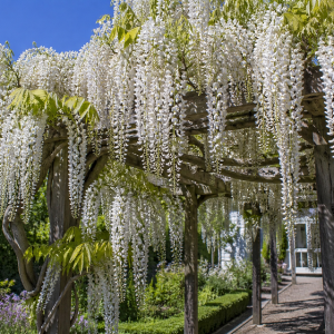 Wisteria sinensis Alba 400mm Pot