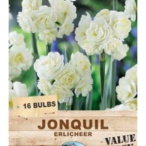 Jonquil Erlicheer 16 Bulbs