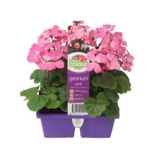 EASY COLOUR GERANIUM PINK 4 CELL