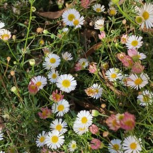 ERIGERON SEASIDE DAISY 140MM