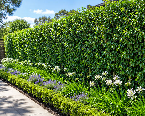 WATERHOUSIA FLORIBUNDA WEEPING LILY PILLY 140MM