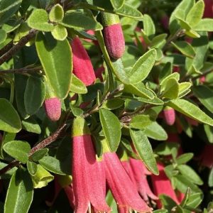 CORREA DUSKY BELLS 140MM