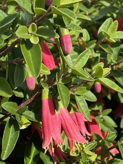 CORREA DUSKY BELLS 140MM