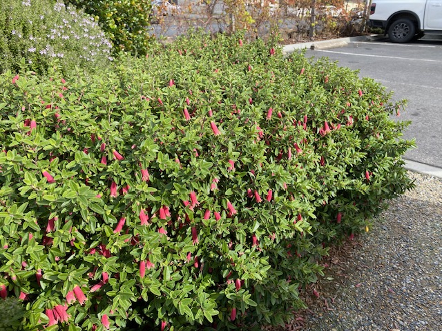 CORREA DUSKY BELLS 140MM