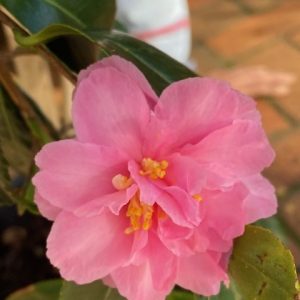 CAMELLIA MARGE MILLER STD 250MM
