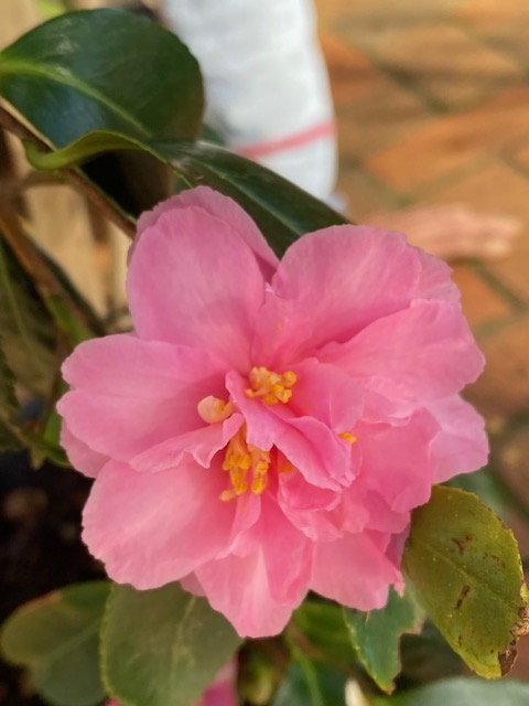 CAMELLIA MARGE MILLER STD 250MM