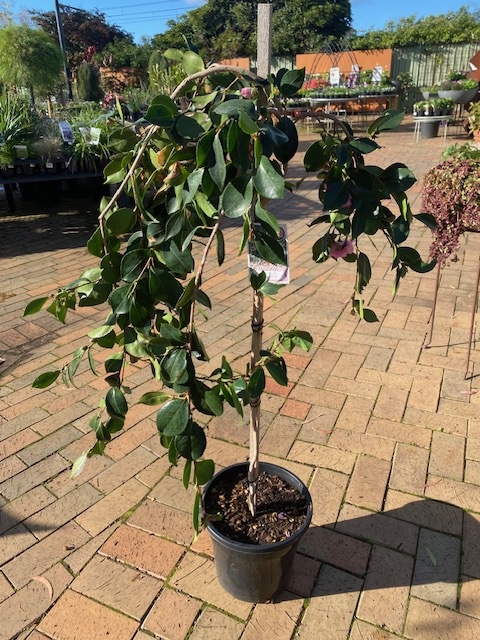 CAMELLIA MARGE MILLER STD 250MM