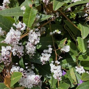 HARDENBERGIA FREE AND EASY 200MM