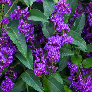 HARDENBERGIA HAPPY WANDERER 200MM