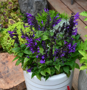 SALVIA VIVACIOUS FISHER SS 140MM