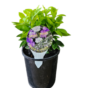 BRUNSFELSIA SWEET PETITE 140MM