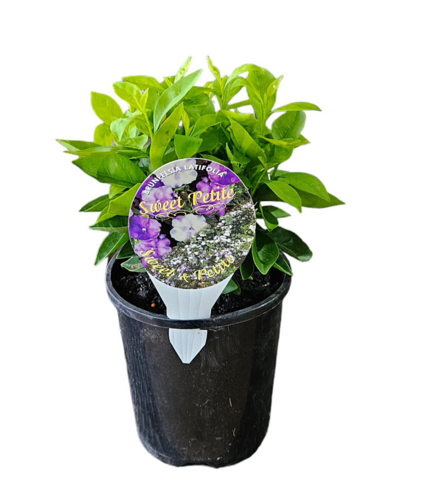 BRUNSFELSIA SWEET PETITE 140MM