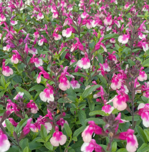 Salvia Mirage Rose Bicolour 140mm