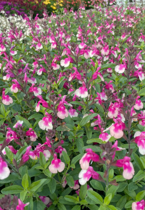 Salvia Mirage Rose Bicolour 140mm