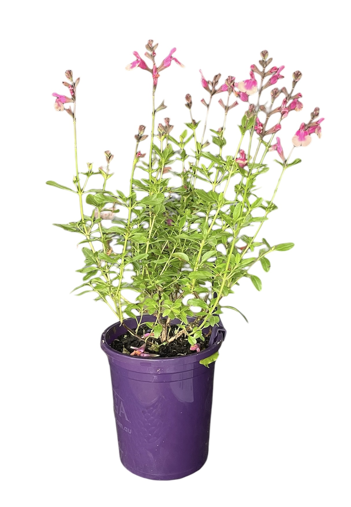 Salvia Mirage Rose Bicolour 140mm
