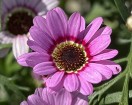 Argyranthemum Grandaisy Pink 200mm