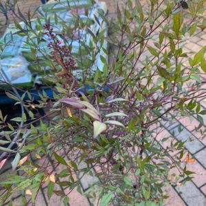 Nandina domestica Summer Sunset 200mm