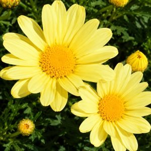Argyranthemum Yellow Beauty 200mm