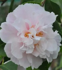 Camellia sasanqua Snow Standard 250mm
