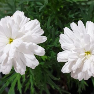 Argyranthemum Angelic Snow 200mm