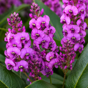 HARDENBERGIA VIOLACEA REGENT 150MM