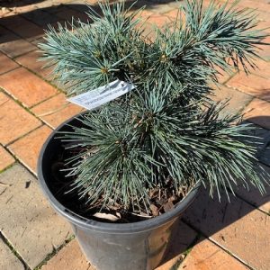 Cedrus Libani Hedgehog 200mm
