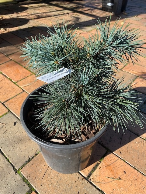 Cedrus Libani Hedgehog 200mm