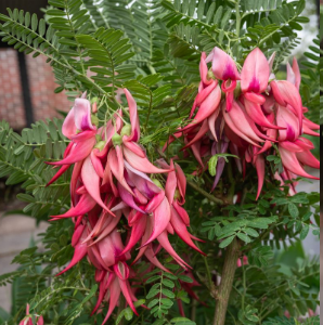 Clianthus Crazy Cool Red 250mm