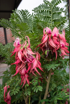Clianthus Crazy Cool Red 250mm